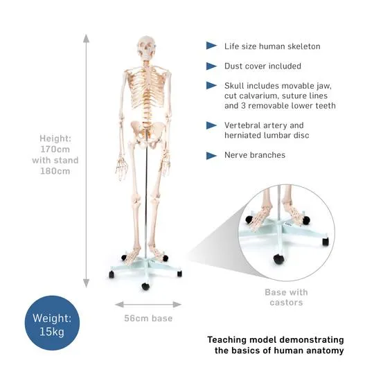 Human Flexible Skeleton with Ligaments- 180cm